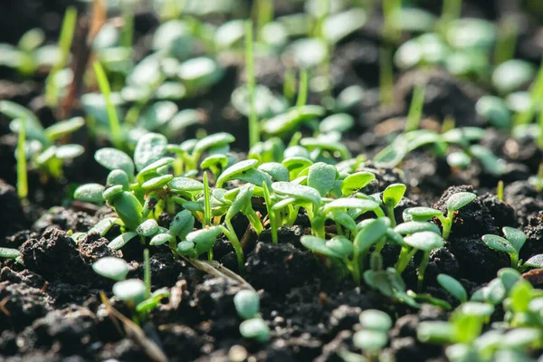 Rumput Hijau Menutup Latar Belakang — Stok Foto