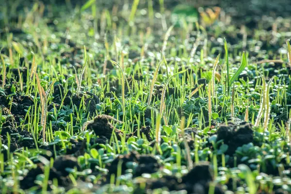 Grön Gräsmatta Gräs Närbild Bakgrund — Stockfoto