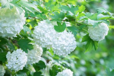 Ağaç dalında açan beyaz bir çiçek. Yaklaş..