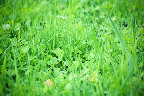 Green Lawn Grass Close Background — Stock Photo, Image