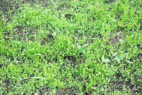 Grüner Rasen Gras Nahaufnahme Hintergrund — Stockfoto