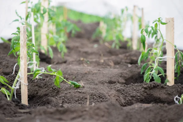 Uma Planta Cultivada Sementes Tomates Cama Jardim Close Fundo — Fotografia de Stock