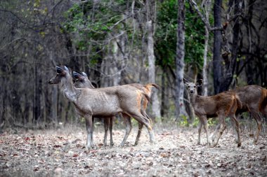 Sambar geyiği orman içinde vahşi bir hayvan grubu 
