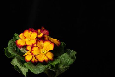 Ceviz sepet kahverengi arka plan