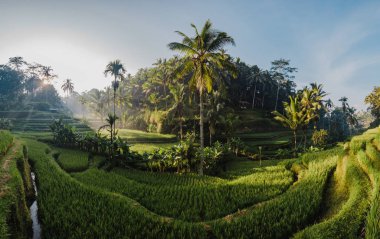 Sabahleyin Bali Ubud 'da Tegalalang pirinç terasları. Avuçlar güneşte. Döşemeler