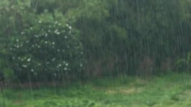 Bulanık yaz arka planında yağmur. Şiddetli yağmur. Mavi ağaçlar. 