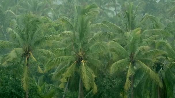 Regen Een Tropisch Woud Bali Indonesië Regenpalmen Regenachtig Weer Tropische — Stockvideo