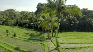 Yukarıdan bakıldığında güneş doğarken Jatiluwih pirinç teras sahalarının göz kamaştırıcı manzarası görülüyor. Jatiluwih pirinç tarlaları, Kuzey Bali, Endonezya 'da bulunan bir dizi pirinç tarlasıdır..