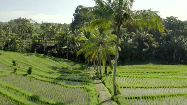 Vista Cima Vista Aérea Deslumbrante Dos Campos Arroz Jatiluwih Terraço — Vídeo de Stock