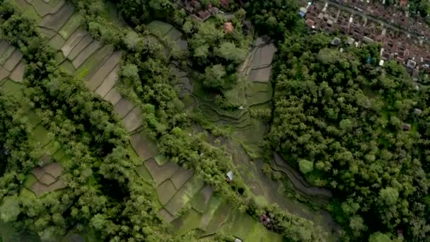Aerial Video Rice Terraces Tegalalang Morning Bali Beautiful Panorama Village — Stock Video