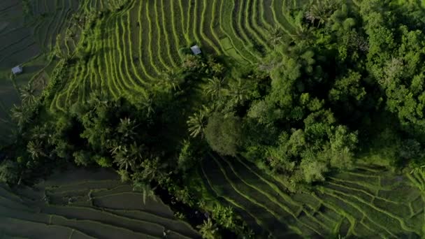 Yukarıdan Bakıldığında Güneş Doğarken Jatiluwih Pirinç Teras Sahalarının Göz Kamaştırıcı — Stok video