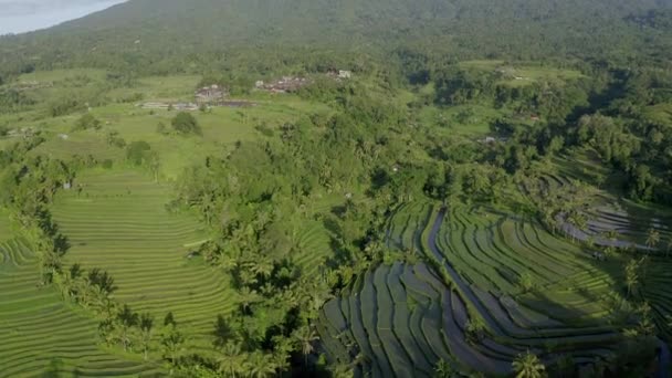 上からの眺めは 日の出の間にジャティウスの棚田の素晴らしい空中ビュー Jatiluwith田んぼは インドネシア バリ島北部のタバナン県にある水田です — ストック動画