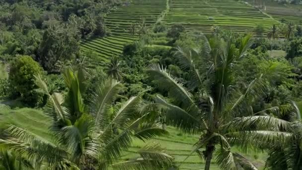 Palmen Terrassen Prachtig Uitzicht Vanuit Lucht Rijstvelden Van Jatiluwih Tijdens — Stockvideo