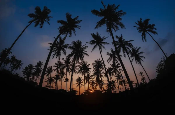 Summer Vacation Nature Travel Adventure Concept Tropical Palm Tree Sunset — Stock Photo, Image