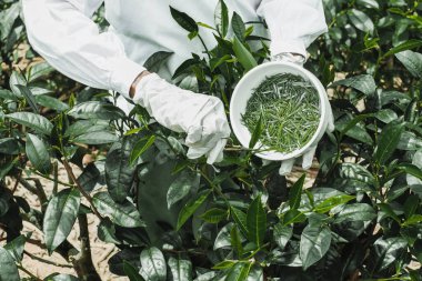 Çay çiftliğindeki beyaz çay toplayıcısının ellerini kapat.. 