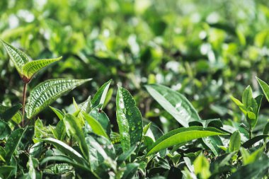 Yeşil çay ıslak yapraklar