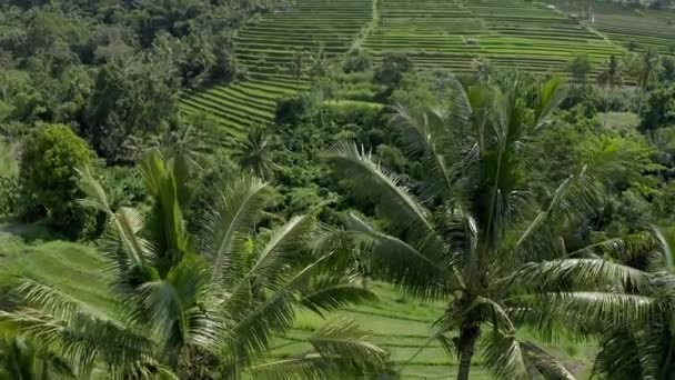 Jatiluwih rýžové terasy. Letecký snímek. — Stock video