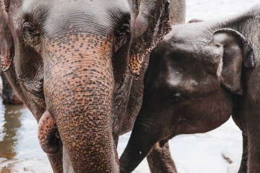 Annesiyle birlikte bebek fil. Yakın çekim..