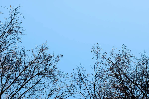 Lente en herfst bladloze bomen. — Stockfoto