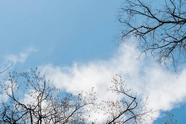 Spring and autumn leafless trees. — Stock Photo, Image