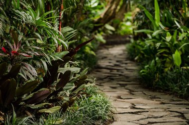 Bahçede taş yolu olan bazı bitkiler ve çalılar..