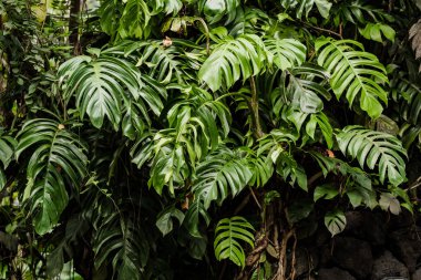 Taş duvarda canavar yaprakları.