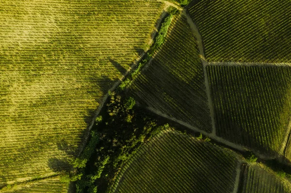 Toscane groene heuvels en velden ochtendlandschap. — Stockfoto