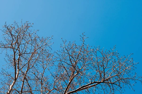 Lente en herfst bladloze bomen. — Stockfoto