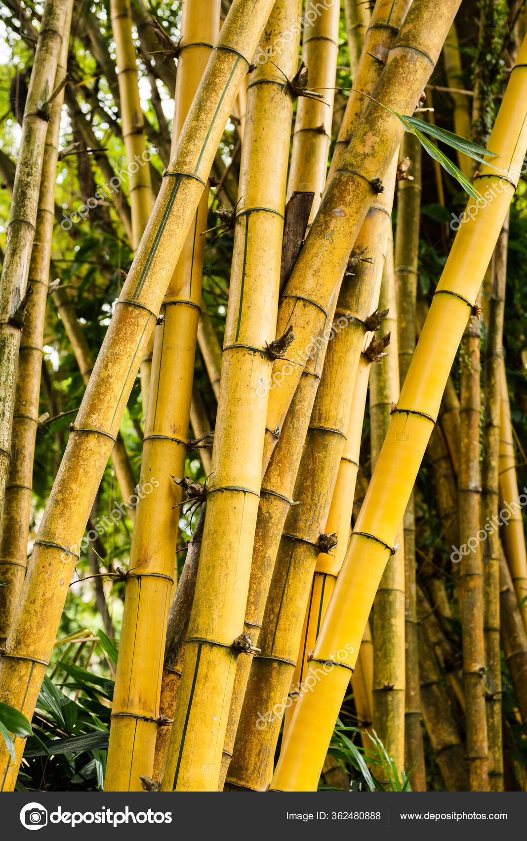 Bamboo Plant Structure