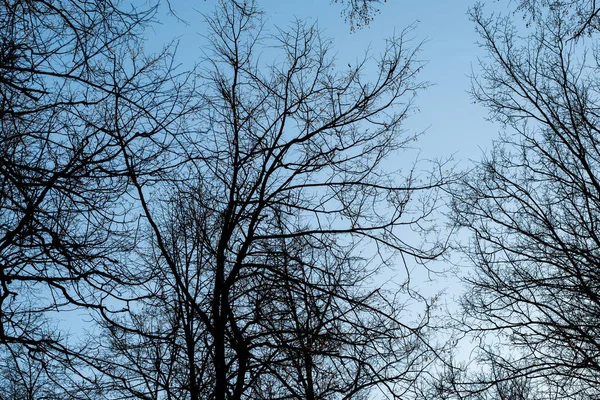 Lente en herfst bladloze bomen. — Stockfoto