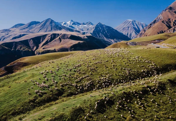 Uma manada de ovelhas nas montanhas. Bela paisagem de montanha . — Fotografia de Stock