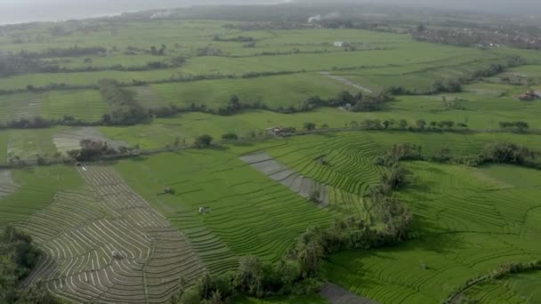 Rizs teraszok Canggu helyen, Bali, Indonézia. Légi felvétel. — Stock videók