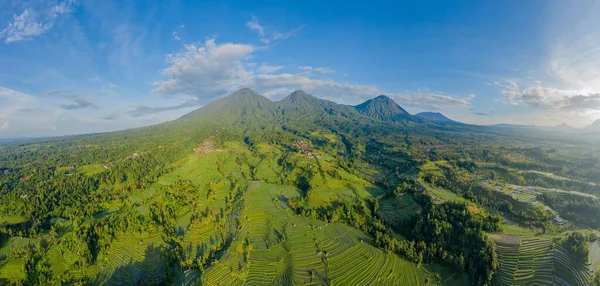 Terraços de arroz Jatiluwih na luz da manhã, Bali, Indonésia . — Fotografia de Stock