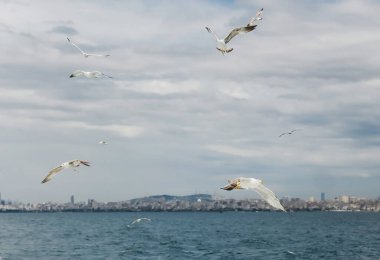 Uçan martılar denizin üstünde mavi göl suyu