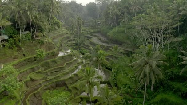 Tegalalang rýžové terasy, Bali, Indonésie. Letecký snímek. — Stock video