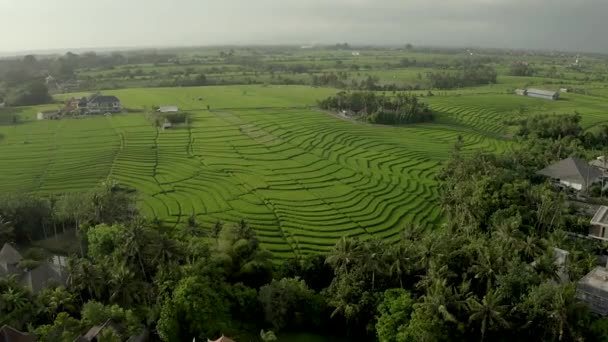 Tarasy ryżowe w Canggu, Bali, Indonezja. Strzał z powietrza. — Wideo stockowe