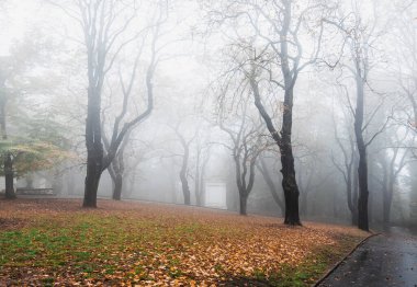 Sisli ve bulutlu sonbahar ormanlarında ağaçlar.