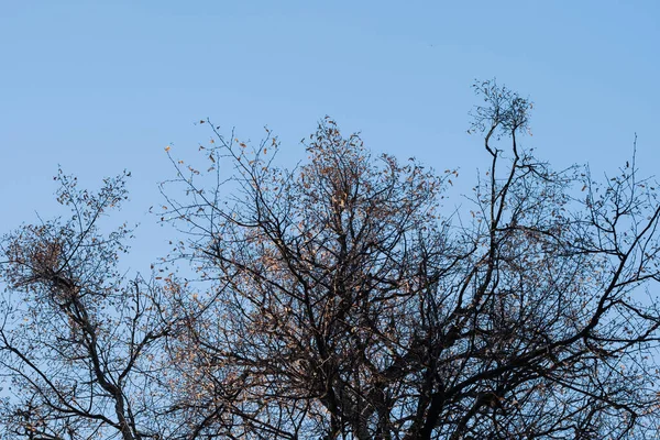 Jarní a podzimní stromy bez listí. — Stock fotografie