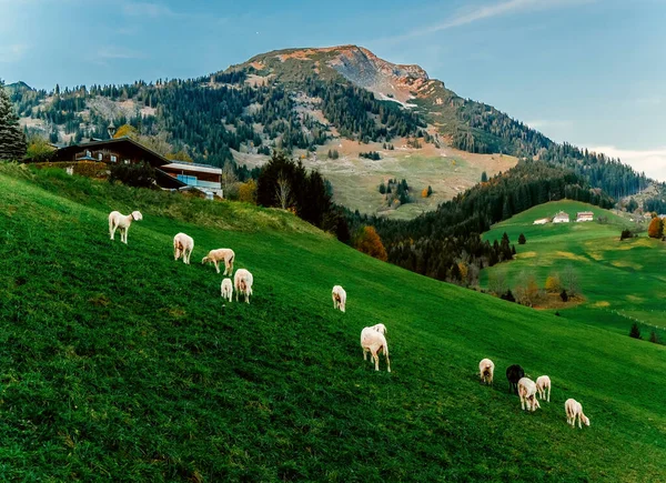 Landschaft mit einer Schafherde am Berg, Österreich. — Stockfoto