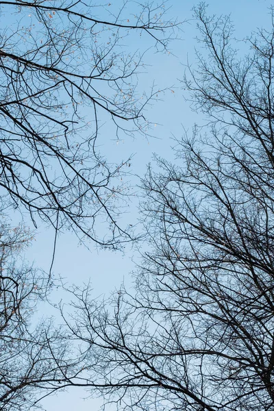 Lente en herfst bladloze bomen. — Stockfoto