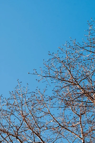 Spring and autumn leafless trees. — Stock Photo, Image