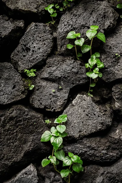 Porous black stones with texture and small plant sprout. Close-up.