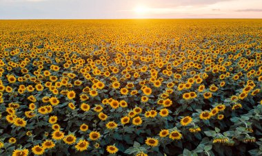 Gün batımı ışınları ve ışıklarındaki ayçiçeği tarlasının güzel bir resmi..