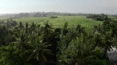 Canggu 'daki pirinç terasları, Bali, Endonezya. Hava görüntüsü.