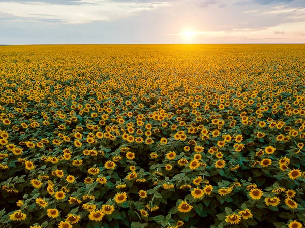 Beautiful picture of the sunflower field in the sunset rays and light.