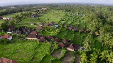 Ubud bölgesinde pirinç tarlaları, Bali, Endonezya. Hava görüntüsü.