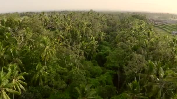 Risterrasser och tropisk skog i Ubud läge, Bali, Indonesien. Flygskott. — Stockvideo