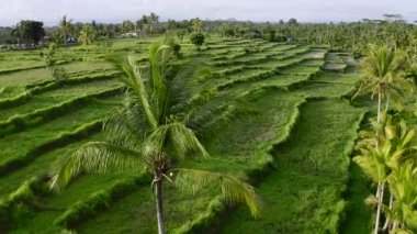 Ubud bölgesindeki pirinç terasları ve palmiyeler, Bali, Endonezya. Hava görüntüsü.