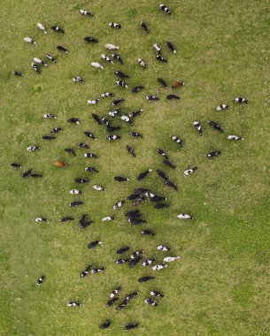 İnekler tarladaki bir çayırda otlar. Bir İHA 'dan yukarıdan hava görüntüsü.