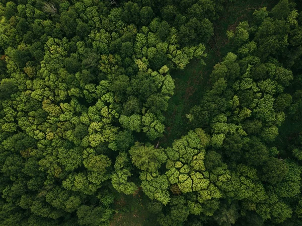 Widok na zielony las z góry. Piękne zdjęcie lotnicze. — Zdjęcie stockowe